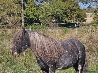 Irish Cob horses Spotted Cob Gelding - 11.2hh, Rising 5yrs - Advert 2