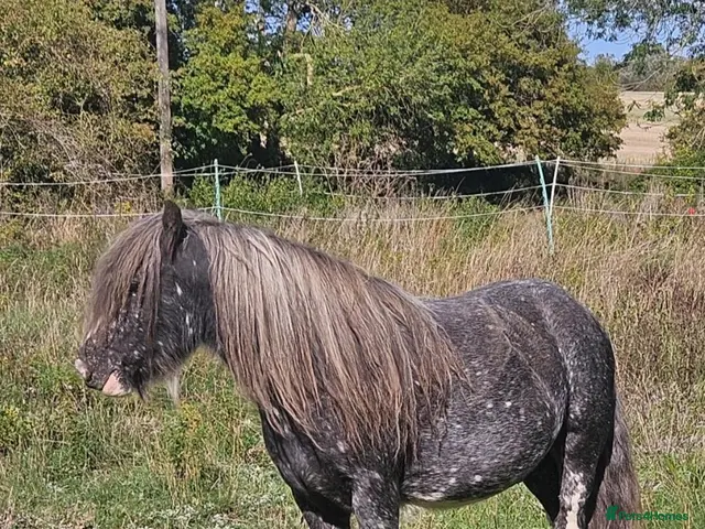 Irish Cob horses Spotted Cob Gelding - 11.2hh, Rising 5yrs - Advert 2