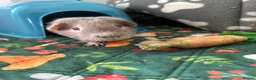 Guinea Pig rodents for sale: Two brothers for sale  in Burnham-on-Sea - Advert 2