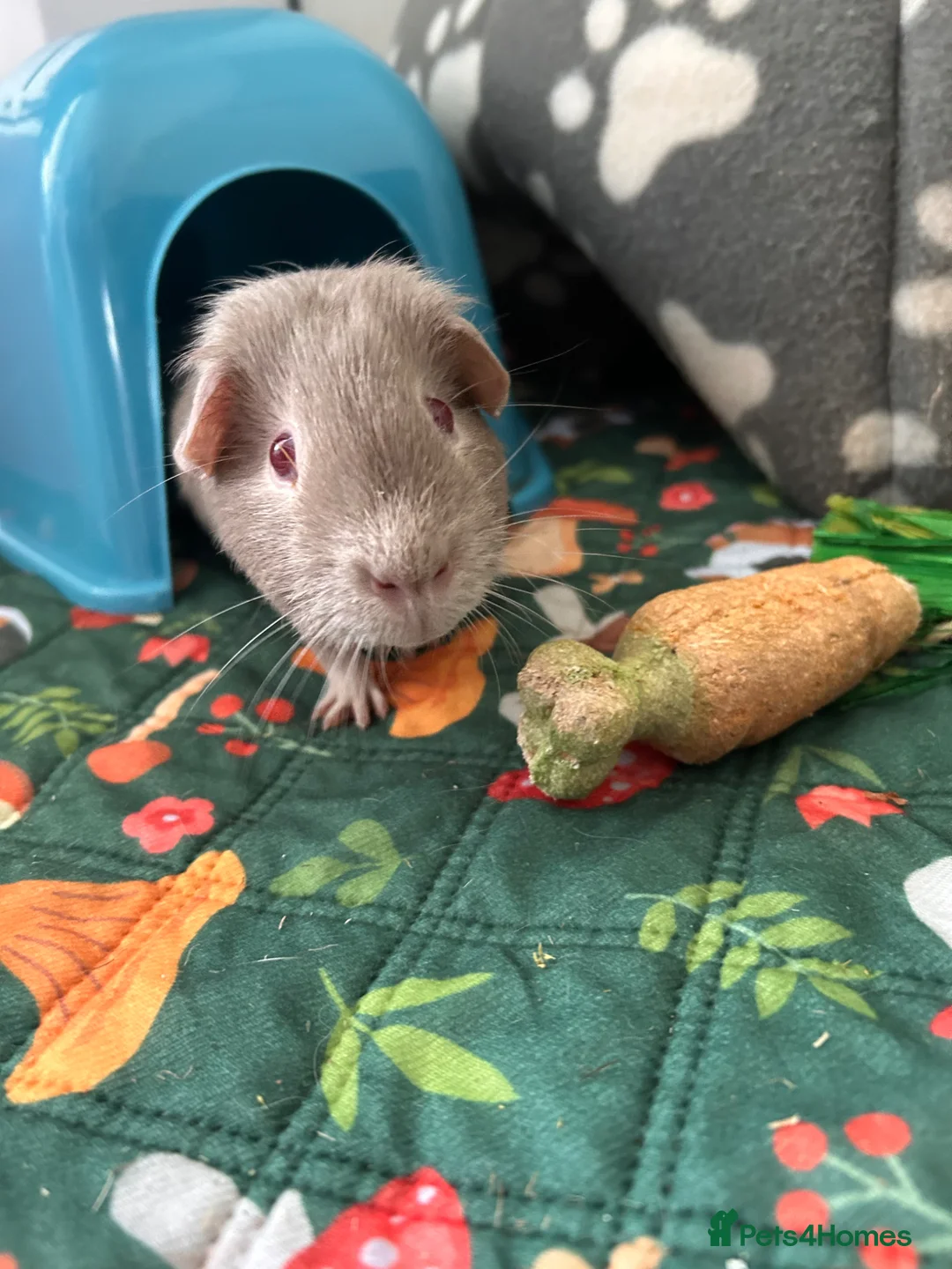 Guinea Pig rodents for sale: Two brothers for sale  in Burnham-on-Sea - Advert 2