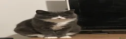 Mixed Breed cats for sale: 2 Loving Cats Looking for a Safe Forever Home 🐾🤍 - Advert 3