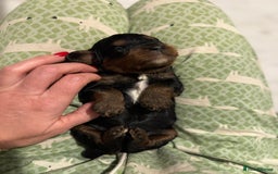 Cavapoo dogs for sale: Cavapoo puppies fully health tested parents - Image 5