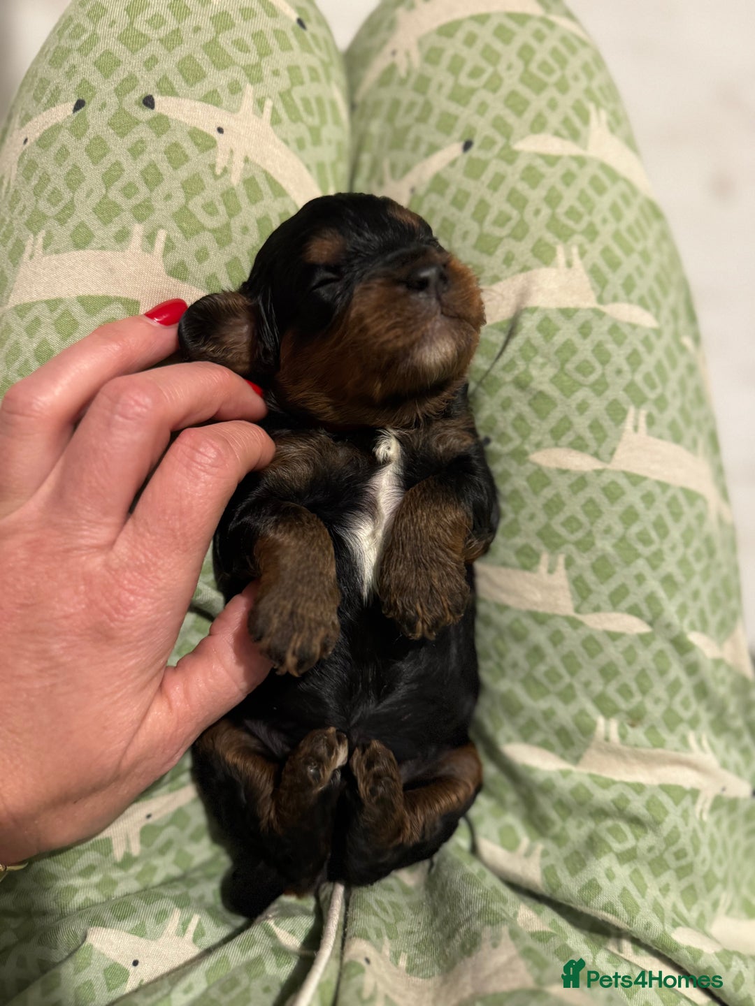 Cavapoo dogs for sale: Cavapoo puppies fully health tested parents - Image 5