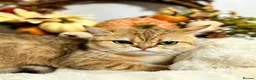 British Shorthair cats for sale: British Shorthair - Advert 8