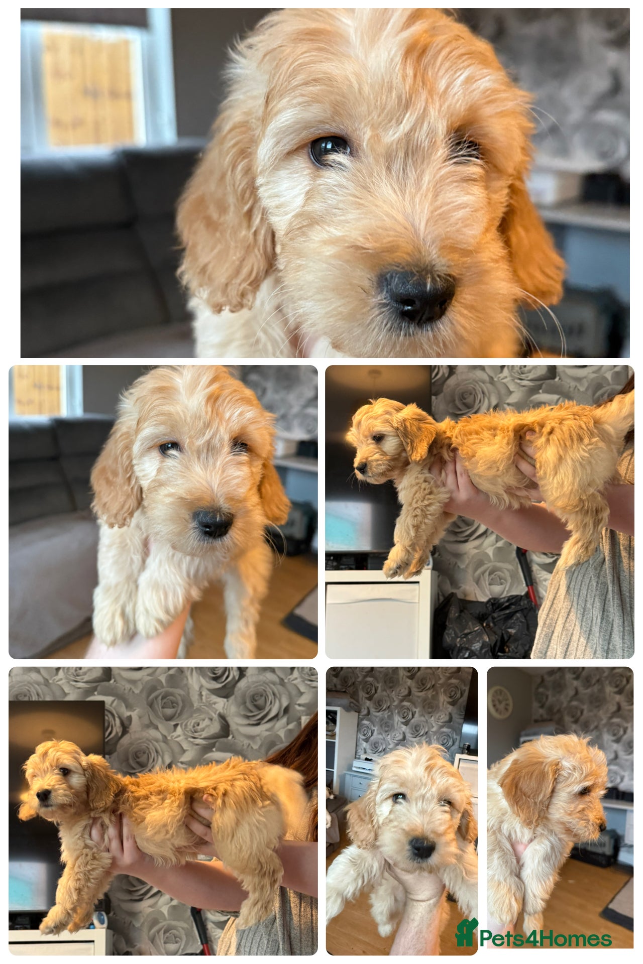 Goldendoodle dogs 1 girl left. F1 mini Goldendoodles - Advert 14