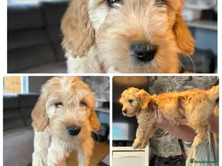 Goldendoodle dogs 1 girl left. F1 mini Goldendoodles - Advert 14