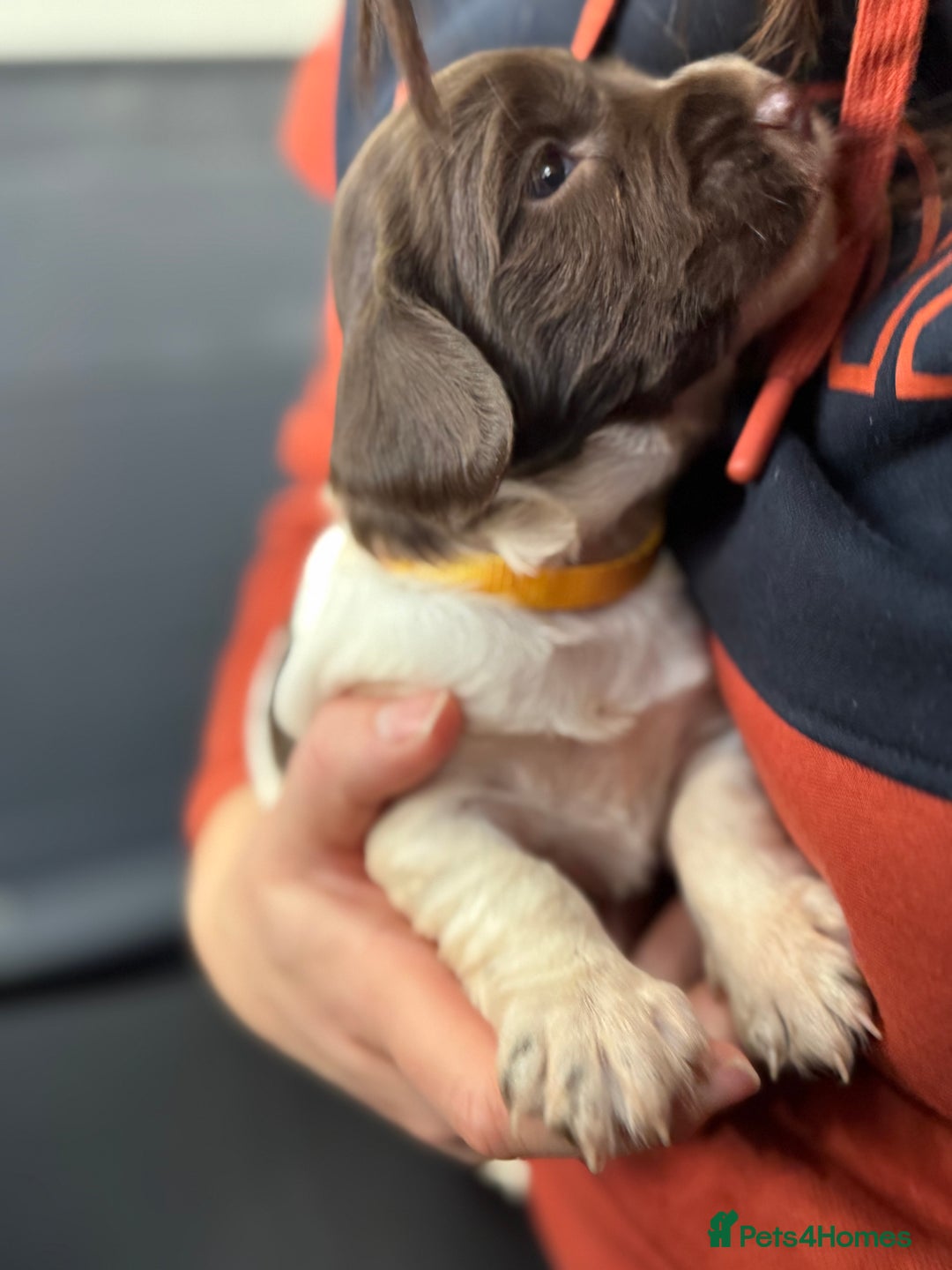 English Springer Spaniel dogs for sale: Hip/Elbow Scored and Health Tested, KC Springers  - Advert 5