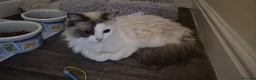 Ragdoll cats for sale: Beautiful Female Ragdoll Looking for a Loving Home - Advert 15