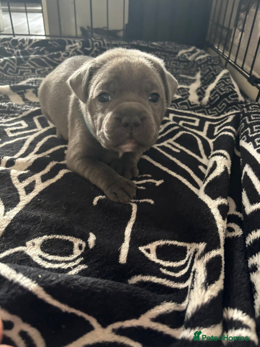 Staffordshire Bull Terrier dogs for sale: Two male four female - Advert 22