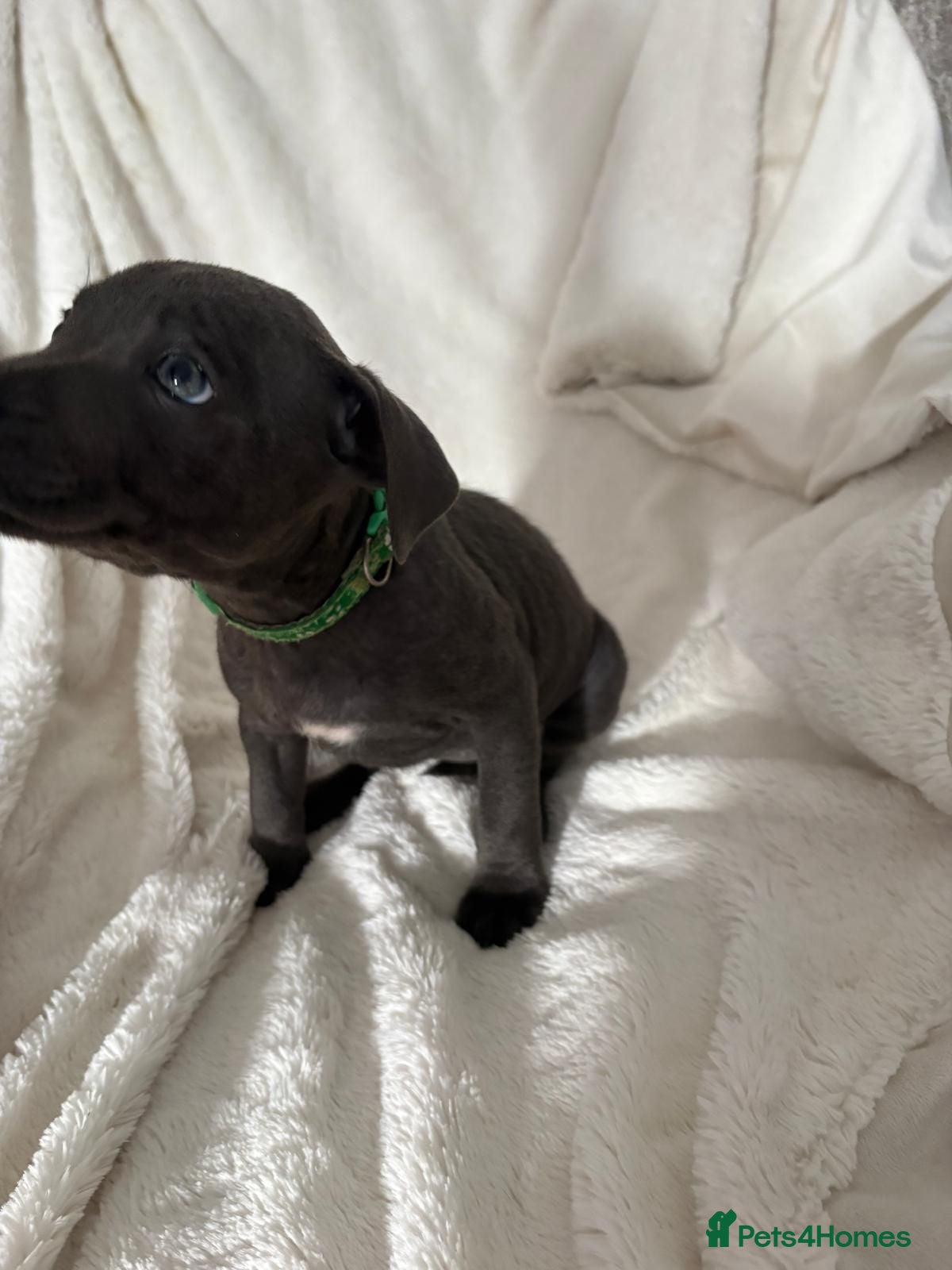 Staffordshire Bull Terrier dogs Blue Staffy Puppies - Advert 2