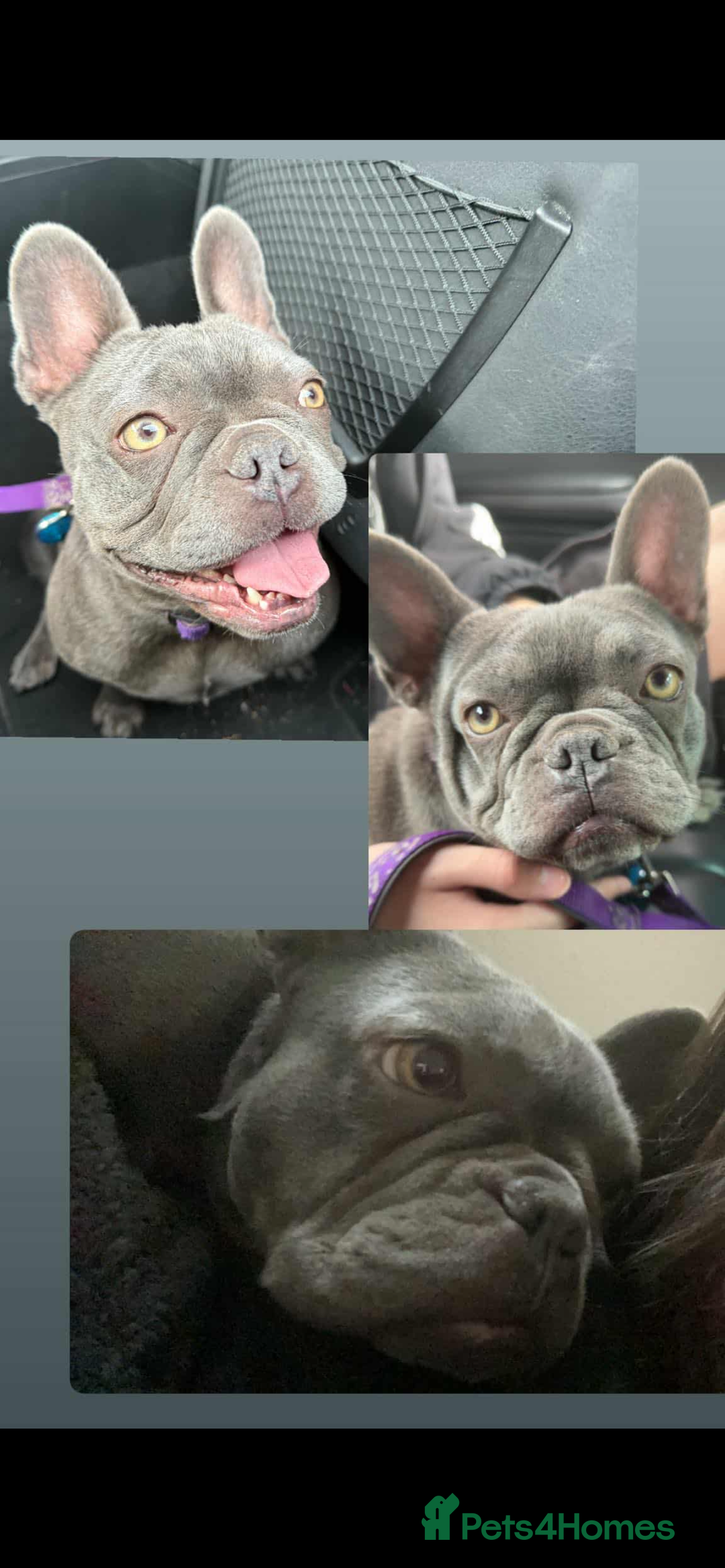 French Bulldog dogs for sale: French Bulldog 3yrs  - Image 1