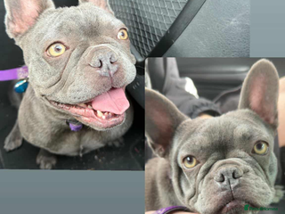 French Bulldog dogs - Advert 14