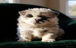 Chow Chow dogs for sale: Ocean Eyed Bear faced Chow Chows  - Image 12