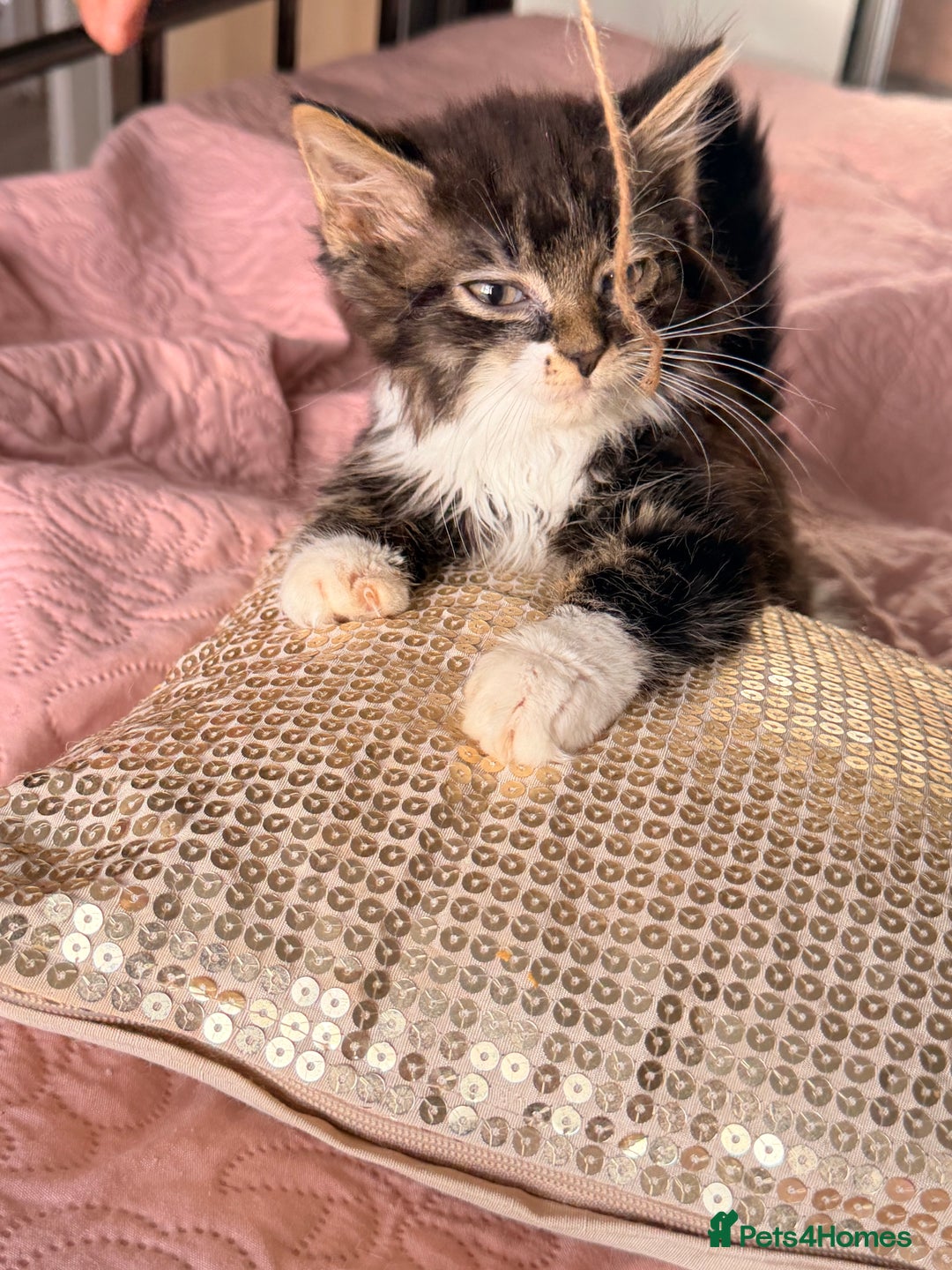 British Shorthair cats for sale: Purr-fect  **  Kittens Ready for new home - Advert 30