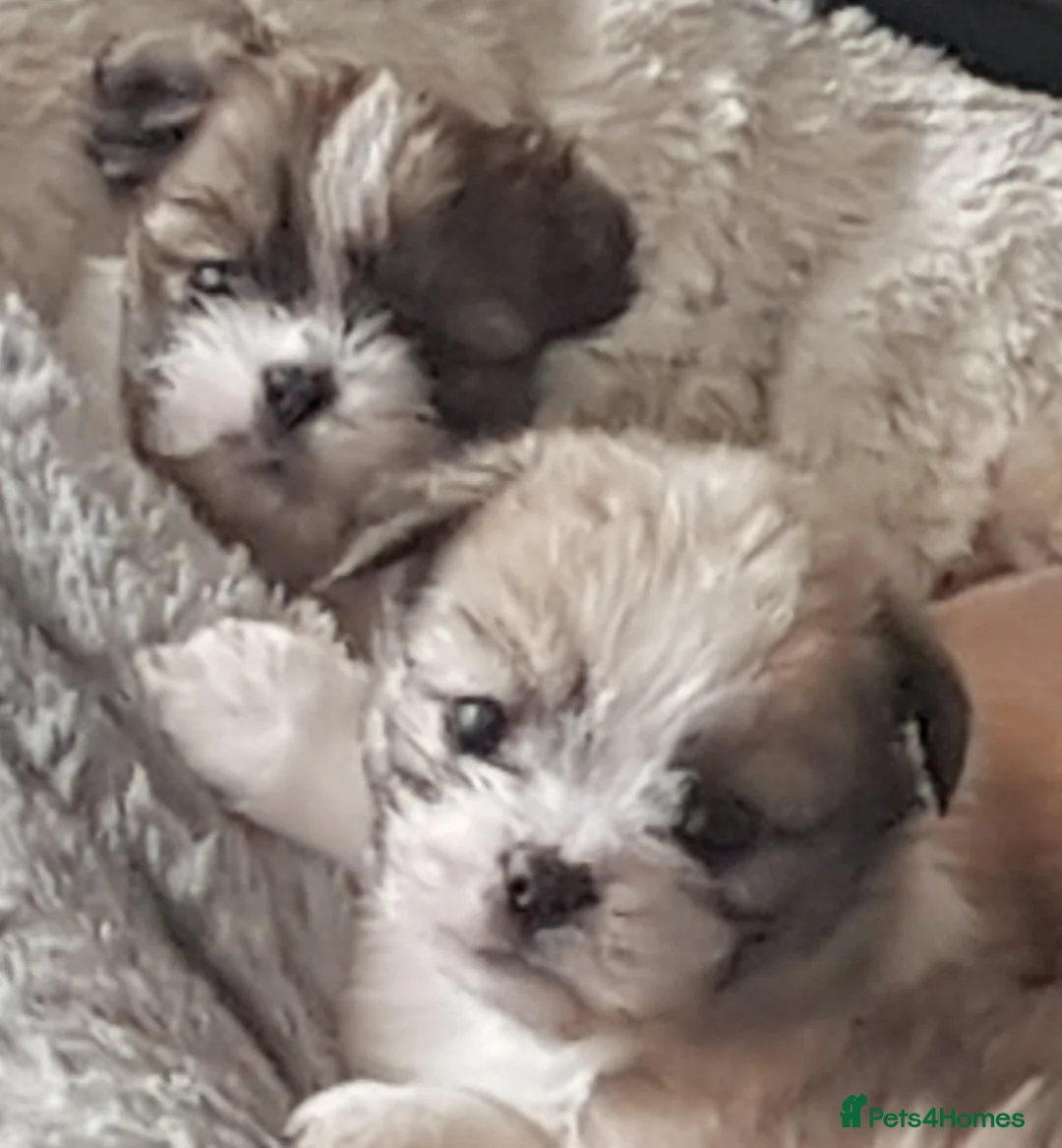 Mixed Breed dogs for sale: 5 beautiful mixed breed pups in Manchester - Advert 8