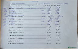 Dalmatian dogs for sale: 3 x male Dalmatian ready for 4eva homes. - Image 5