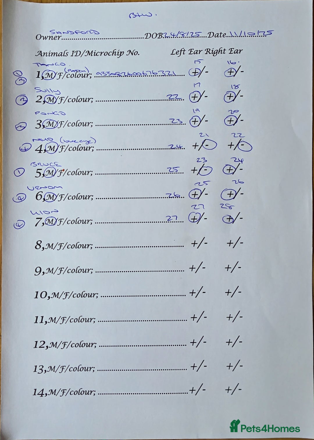 Dalmatian dogs for sale: 3 x male Dalmatian ready for 4eva homes. - Image 5