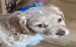 Cocker Spaniel dogs for sale: Beautiful working cocker spaniels 3 of each sex - Image 4