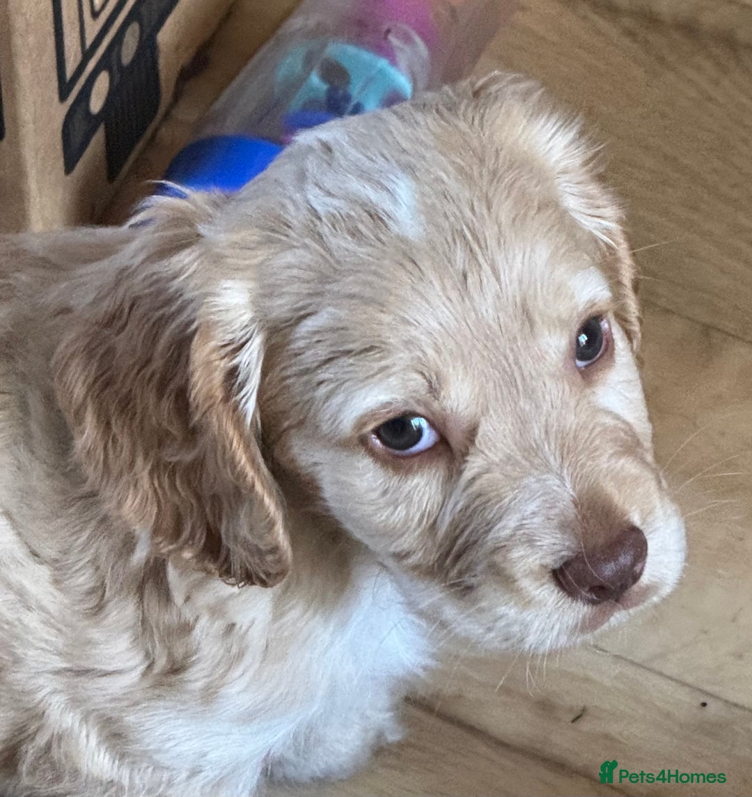 Cocker Spaniel dogs for sale: Beautiful working cocker spaniels 3 of each sex - Image 4