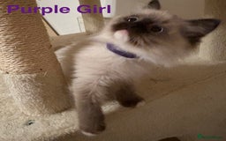 Ragdoll cats for sale: Ragdolls kittens- - Advert 4
