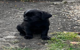 Labrador Retriever dogs for sale: Beautiful litter of working line black lab pups  - Image 6