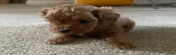 Maltipoo dogs for sale: 3 Stunning male  multipoo puppies in Chatteris - Advert 3