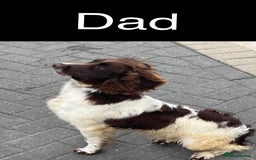Cocker Spaniel dogs for sale: (2 left) Working cocker Spaniels - Image 7