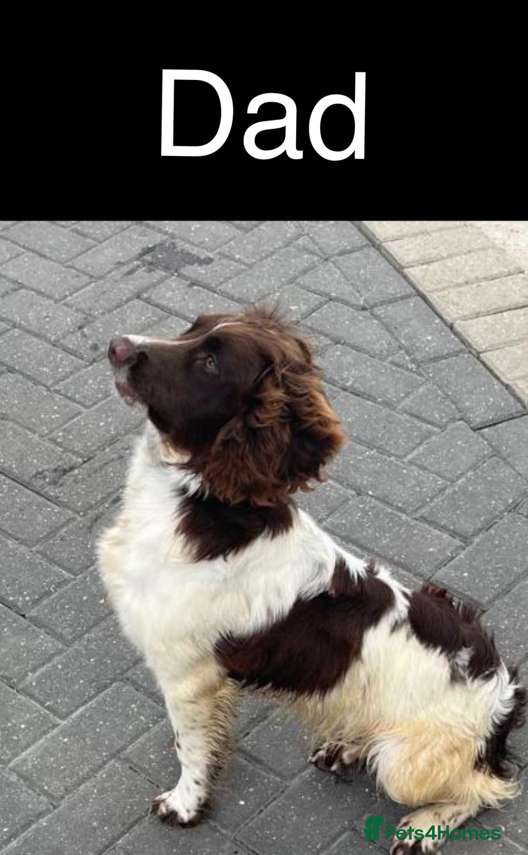 Cocker Spaniel dogs for sale: (2 left) Working cocker Spaniels - Image 7