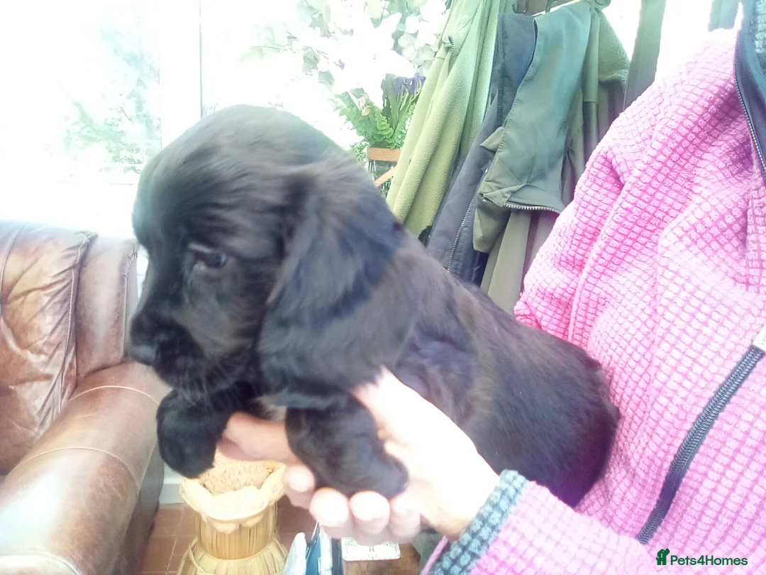 Cocker Spaniel dogs for sale: Beautiful Female Pedigree  Working Cocker Spaniels - Advert 11