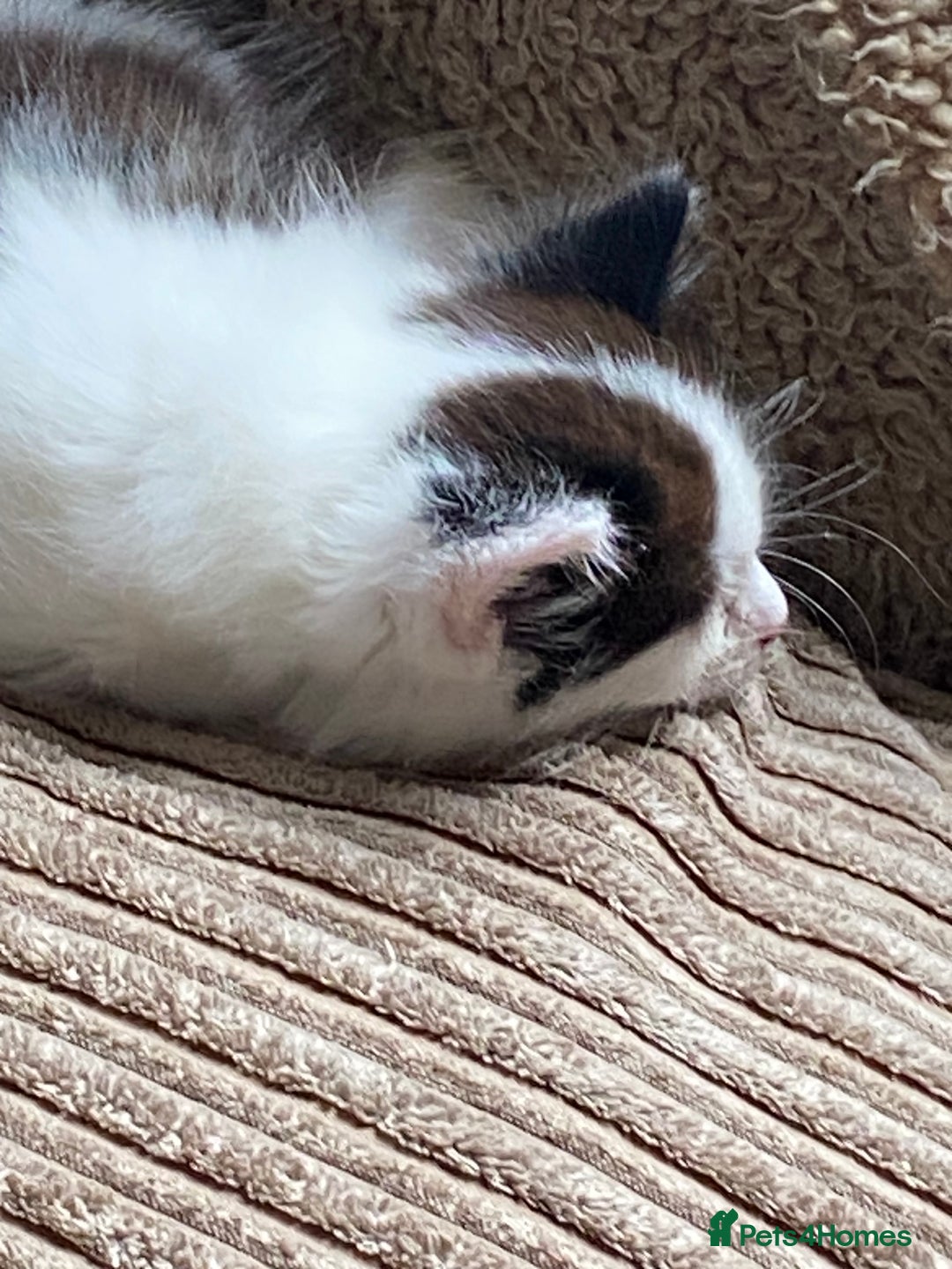 Mixed Breed cats for sale: 1 fluffy kitten + 3 farm rescue semi tame - Image 9