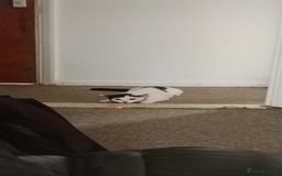 British Shorthair cats for sale: Female white and ginger boy cats  - Advert 8