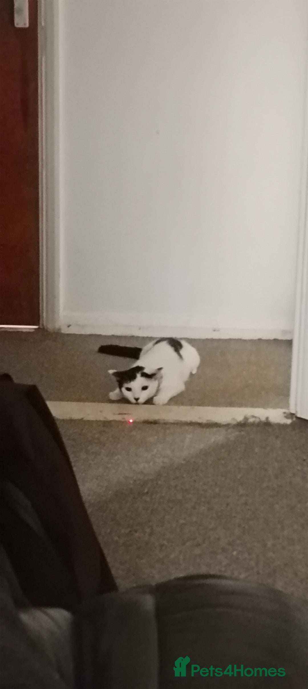 British Shorthair cats for sale: Female white and ginger boy cats  - Advert 8