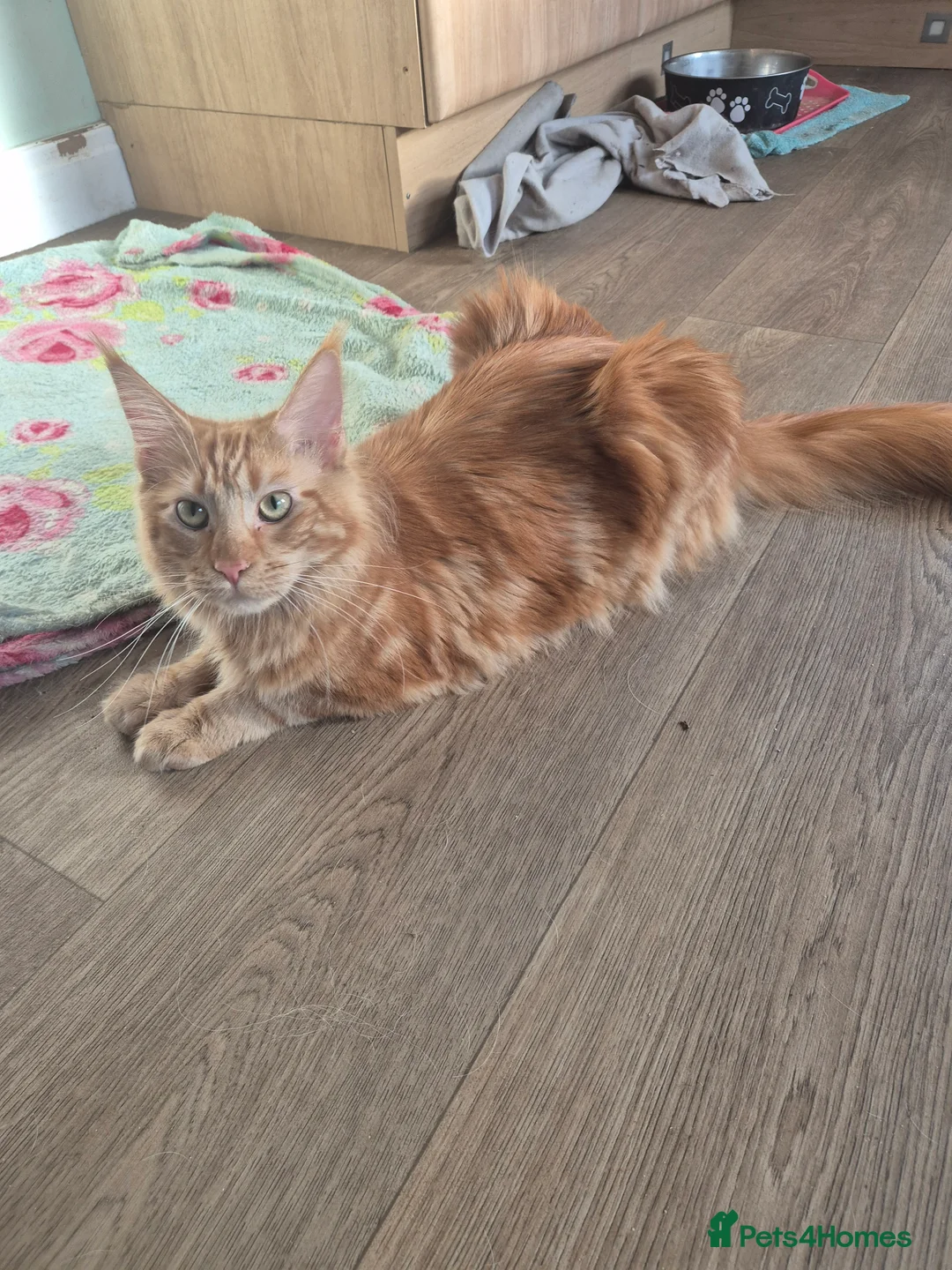 Maine Coon cats for sale: Maine coon female  - Advert 5
