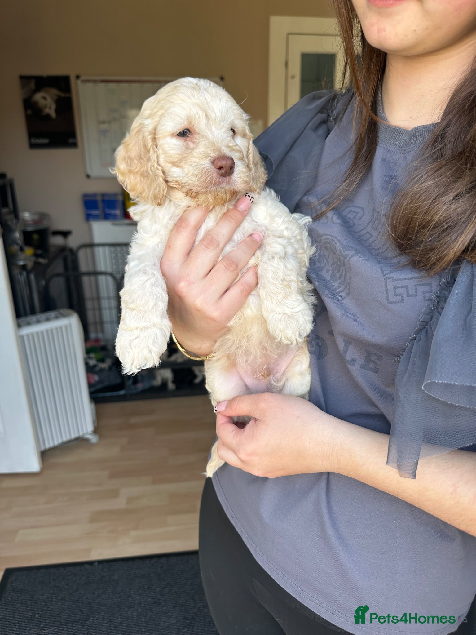 Cockapoo dogs F2 cockapoo puppies  - Advert 17