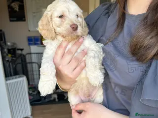 Cockapoo dogs F2 cockapoo puppies - Advert 17