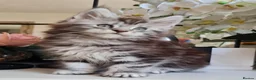 Maine Coon cats for sale: GCCF REGISTERED MAINE COON KITTENS - Advert 14