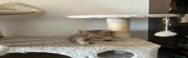 “Muffin” Shorthaired straight girl
