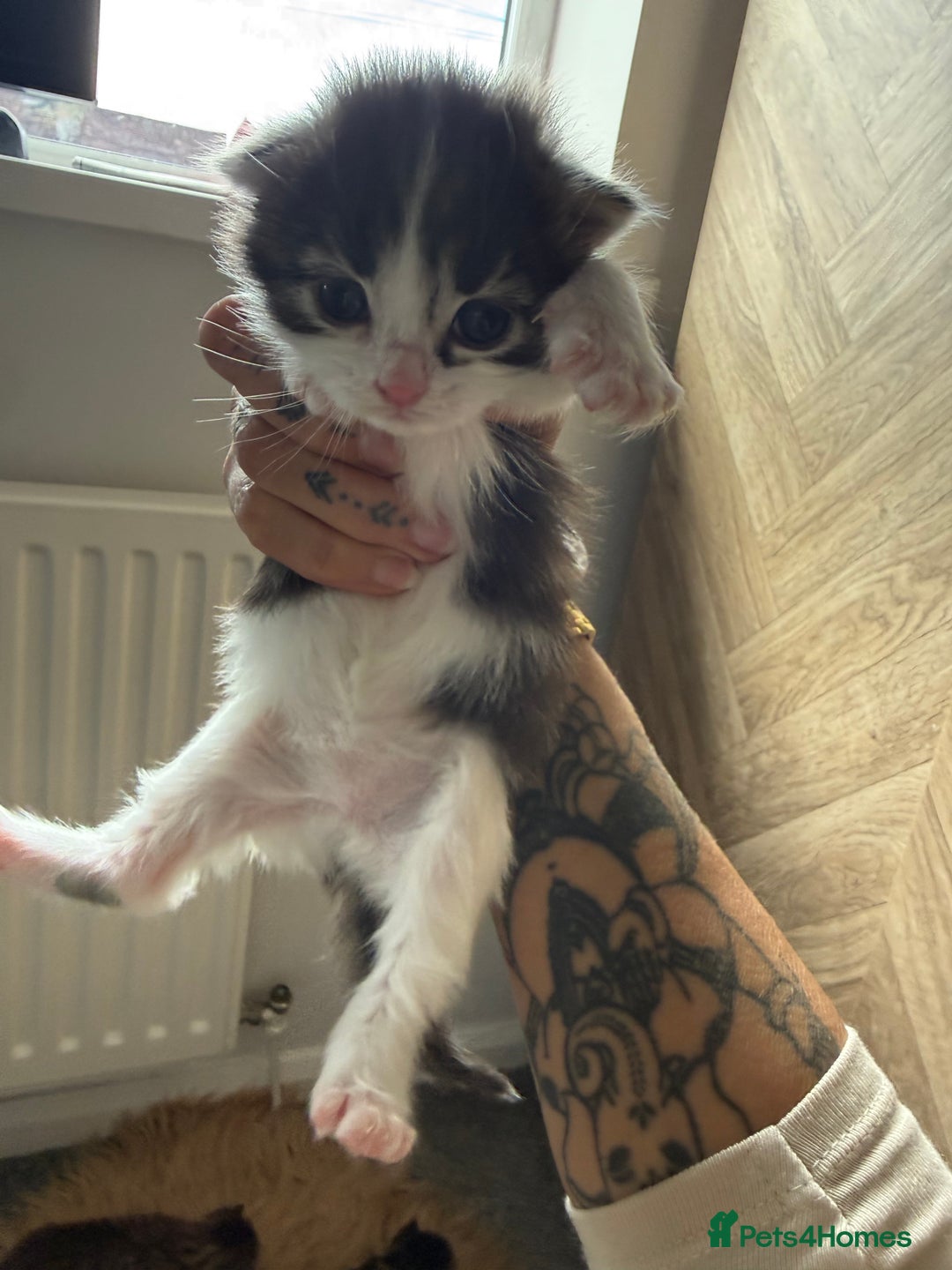Brazilian Shorthair cats for sale: Gorgeous Brazilian short hair kittens - Image 10