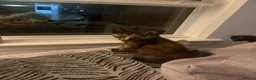 Mixed Breed cats for sale: Kittens - Advert 7