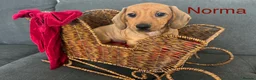Miniature Dachshund dogs for sale: 4 kc reg & PRA clear girls 9 weeks, ready now  - Advert 3