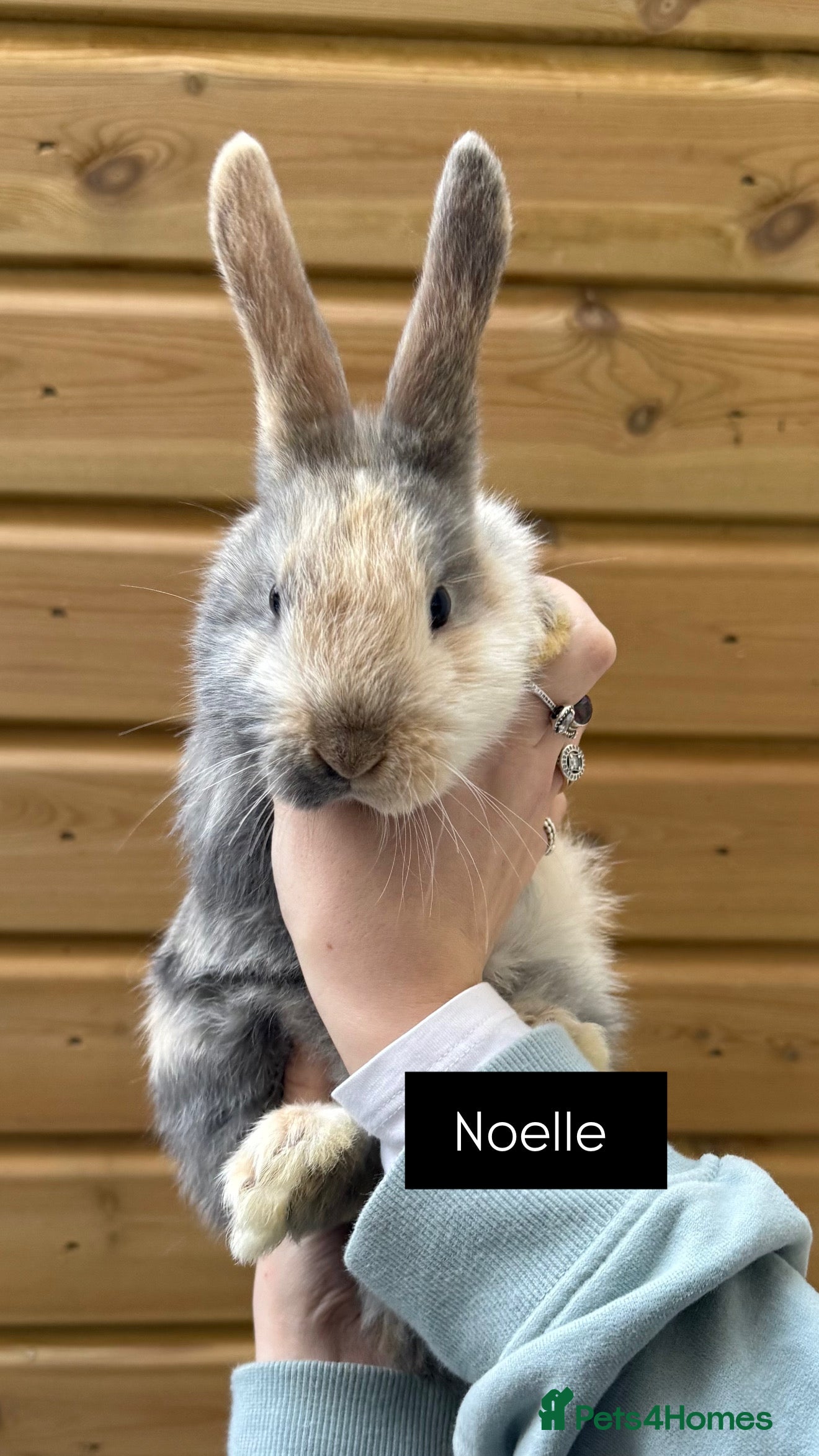 Mixed Breed rabbits Noelle  - Advert 3