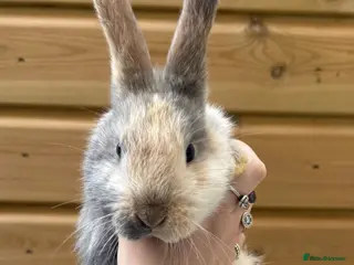 Mixed Breed rabbits Noelle - Advert 3