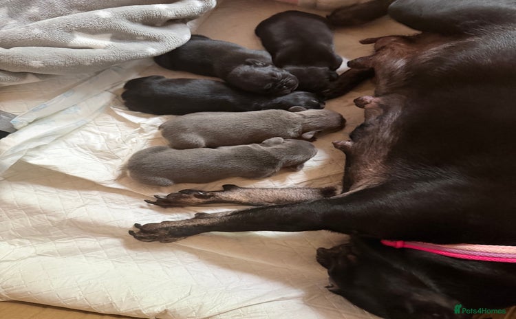 French Bulldog dogs - Advert 3