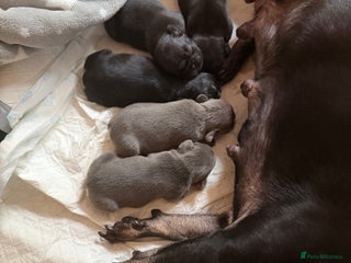 French Bulldog dogs - Advert 4