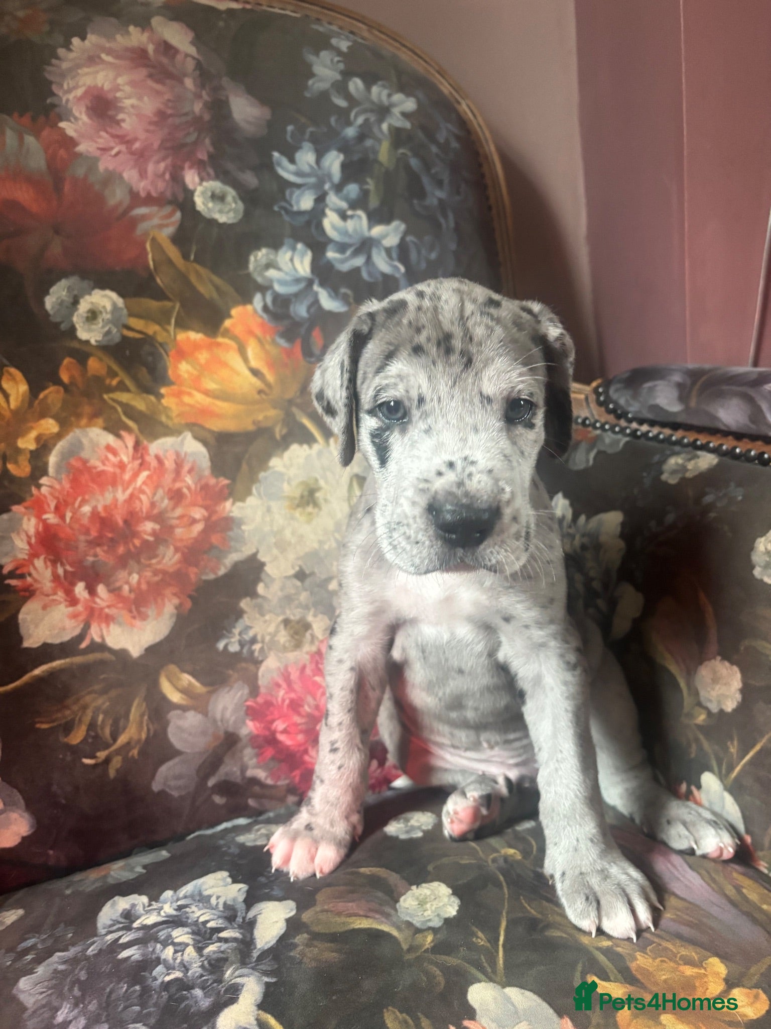 Great Dane dogs Great Dane puppies for sale  - Advert 2