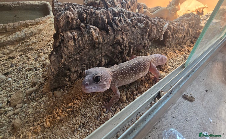 Gecko reptiles - Advert 2