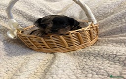 Jackapoo dogs for sale: Beautiful jackapoo’s  - Image 8