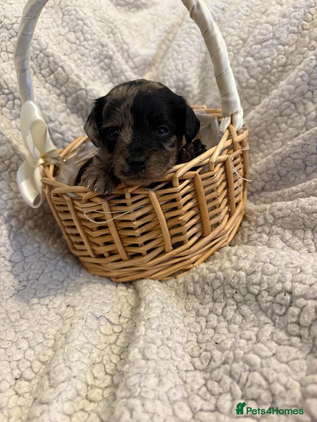 Jackapoo dogs for sale: Beautiful jackapoo’s  - Image 8
