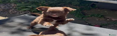 Chihuahua 1