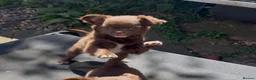 Chihuahua dogs for sale: Chihuahua puppies  - Advert 5